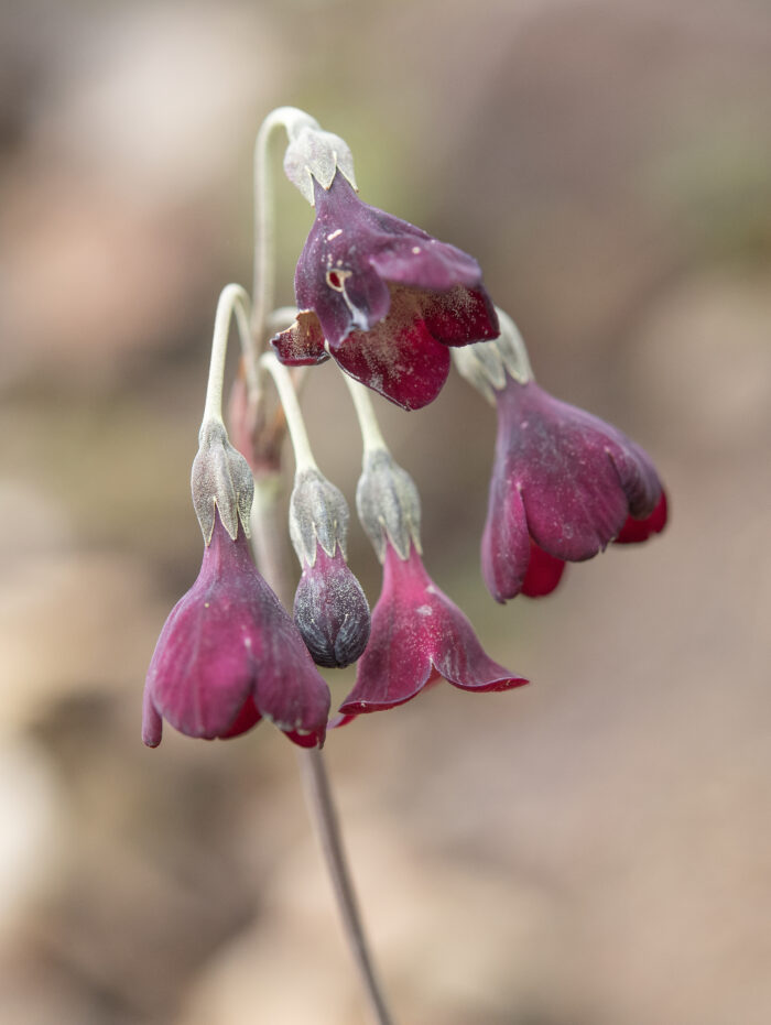 Primula waltonii