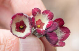 Primula waltonii