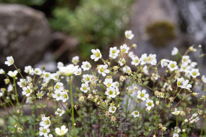 Arunachal plant (Odontostemma)