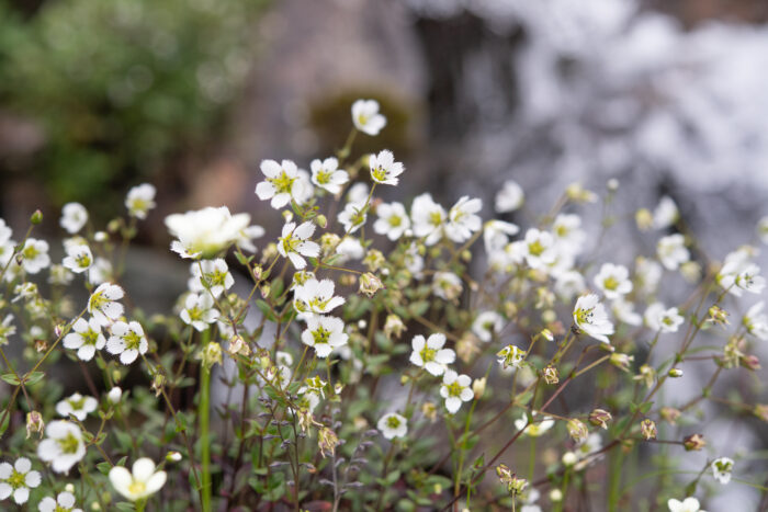 Arunachal plant (Odontostemma)