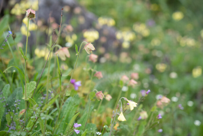 Geum macrosepalum