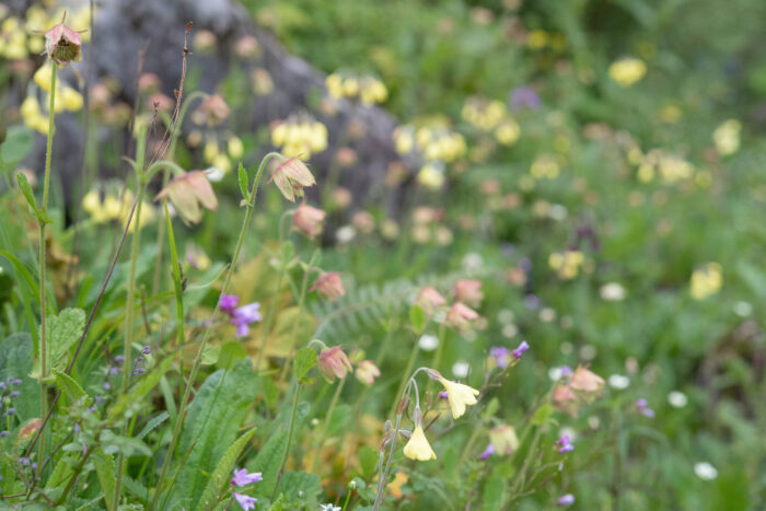 Geum macrosepalum