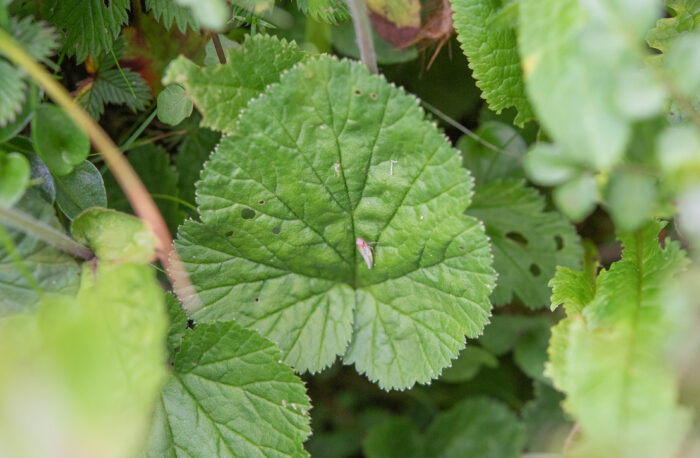 Geum macrosepalum