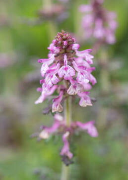 Arunachal plant (Pedicularis)