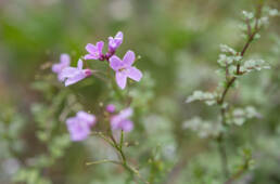 Arunachal plant (Cardamine)