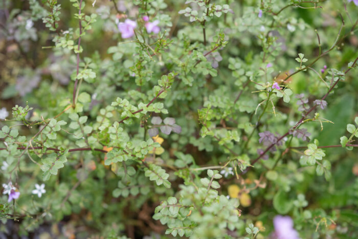 Arunachal plant (Cardamine)