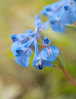 Arunachal plant (Corydalis)