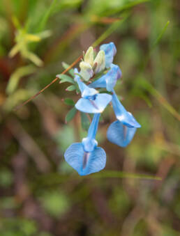 Arunachal plant (Corydalis)