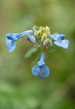 Arunachal plant (Corydalis)