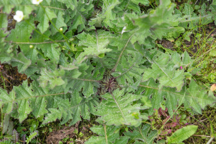 Arunachal plant (Cardueae)