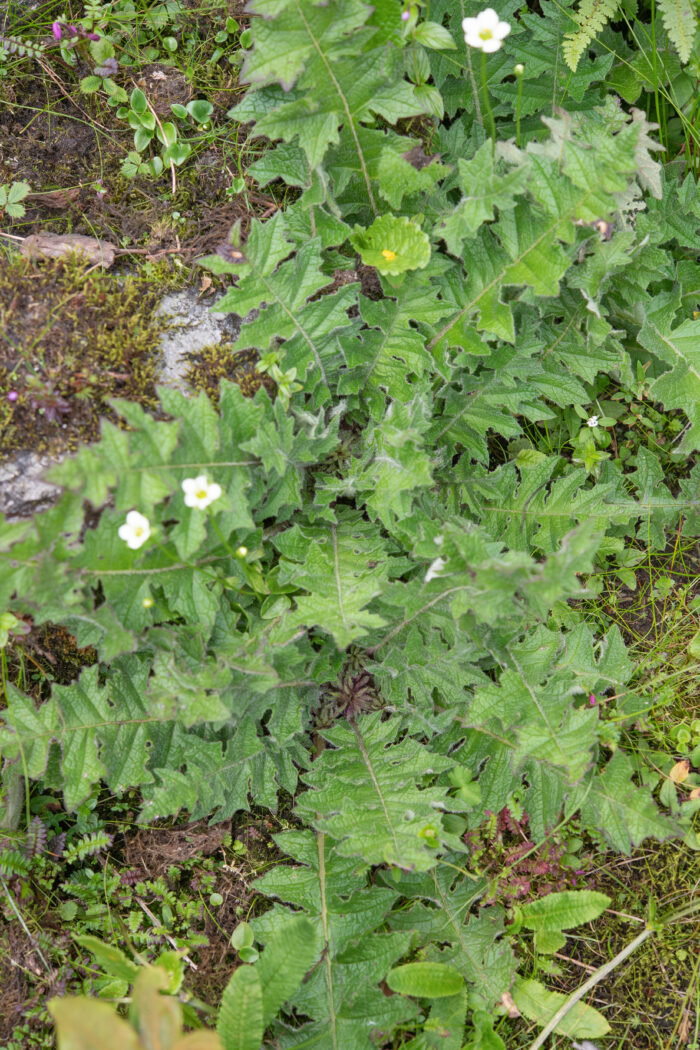 Arunachal plant (Cardueae)