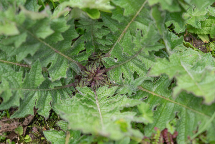 Arunachal plant (Cardueae)