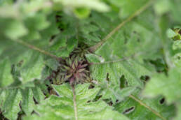 Arunachal plant (Cardueae)