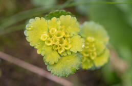 Arunachal plant (Chrysosplenium)