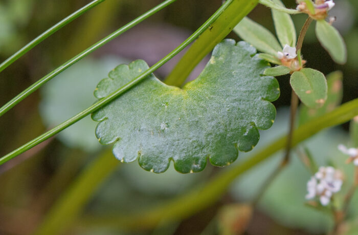 Arunachal plant (Chrysosplenium)