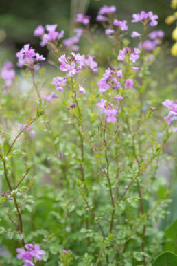 Arunachal plant (Cardamine)