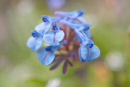 Arunachal plant (Corydalis)