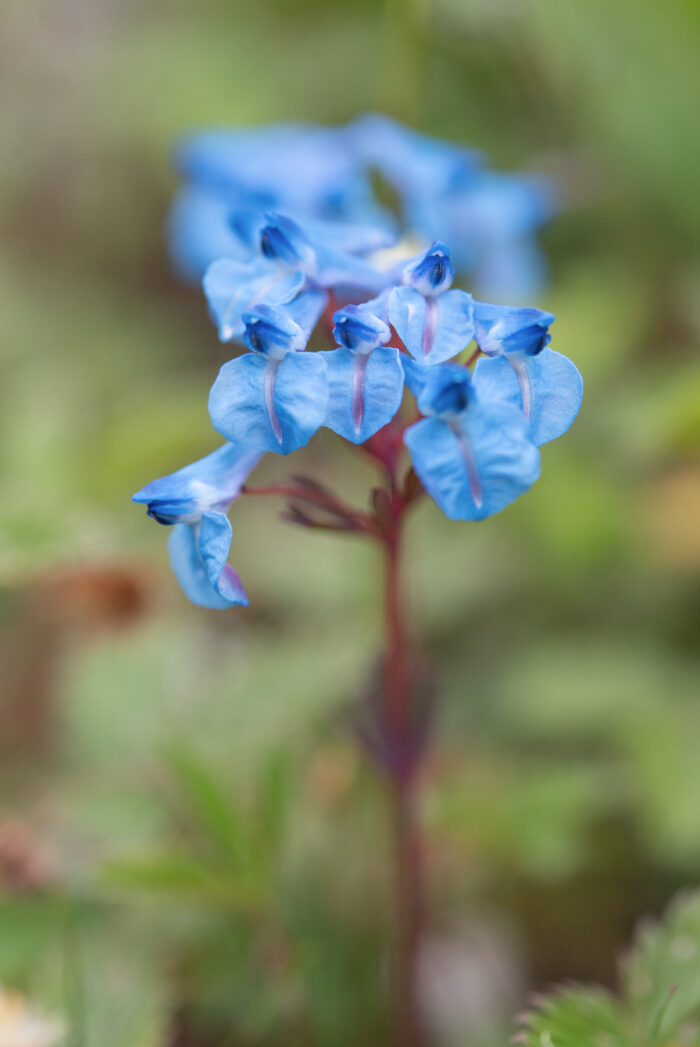 Arunachal plant (Corydalis)