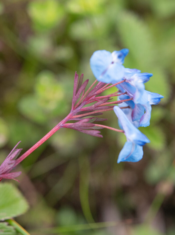 Arunachal plant (Corydalis)