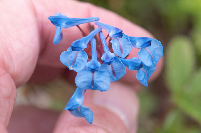 Arunachal plant (Corydalis)