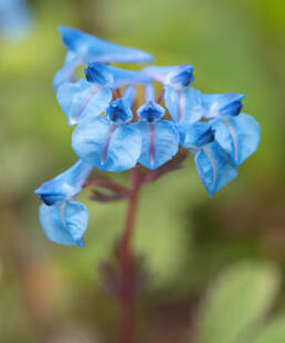 Arunachal plant (Corydalis)