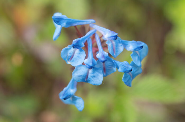 Arunachal plant (Corydalis)