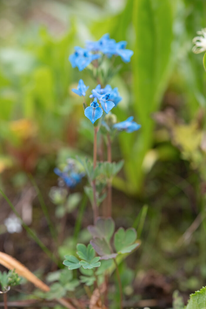 Arunachal plant (Corydalis)