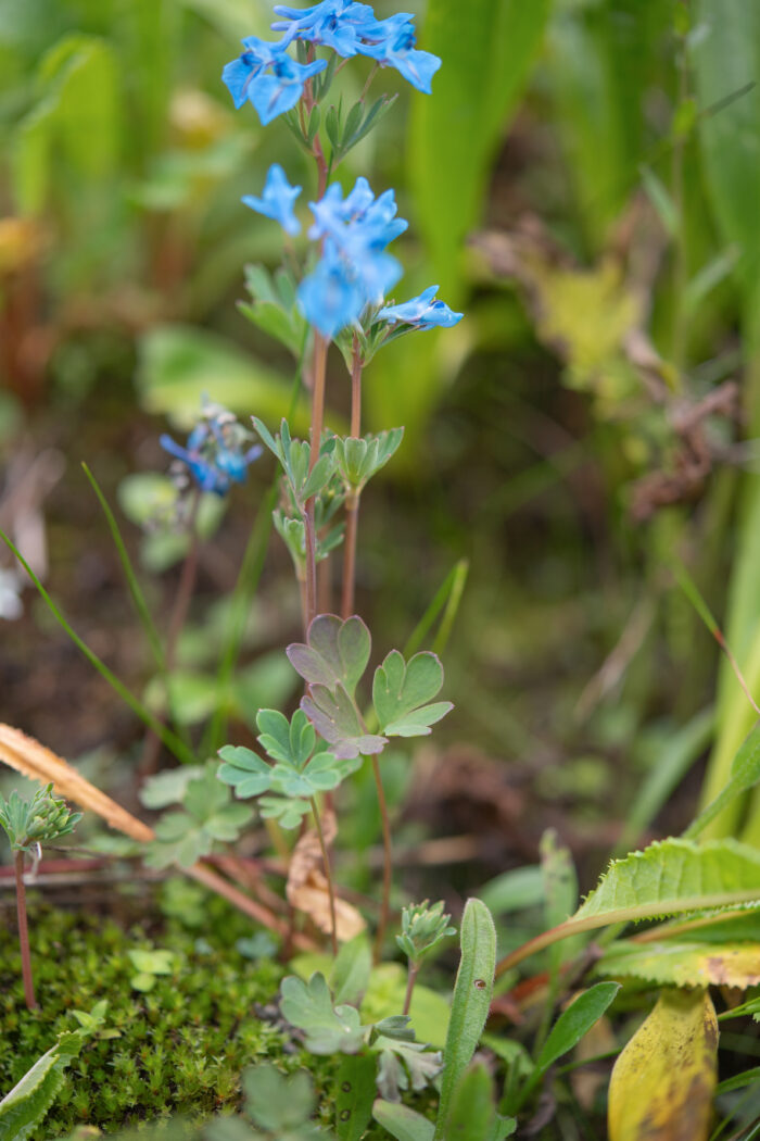 Arunachal plant (Corydalis)