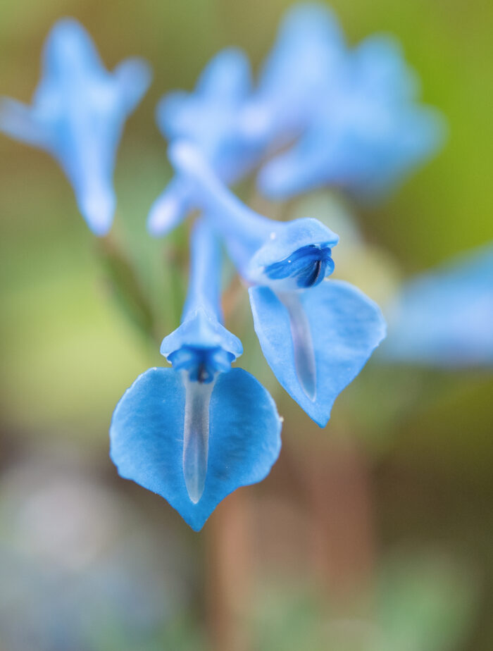 Arunachal plant (Corydalis)