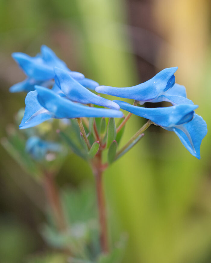 Arunachal plant (Corydalis)