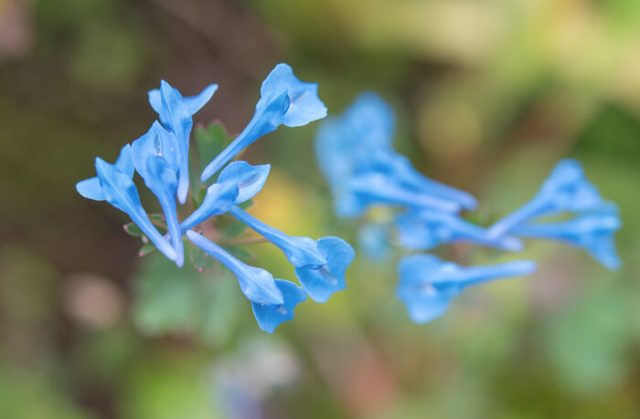 Arunachal plant (Corydalis)