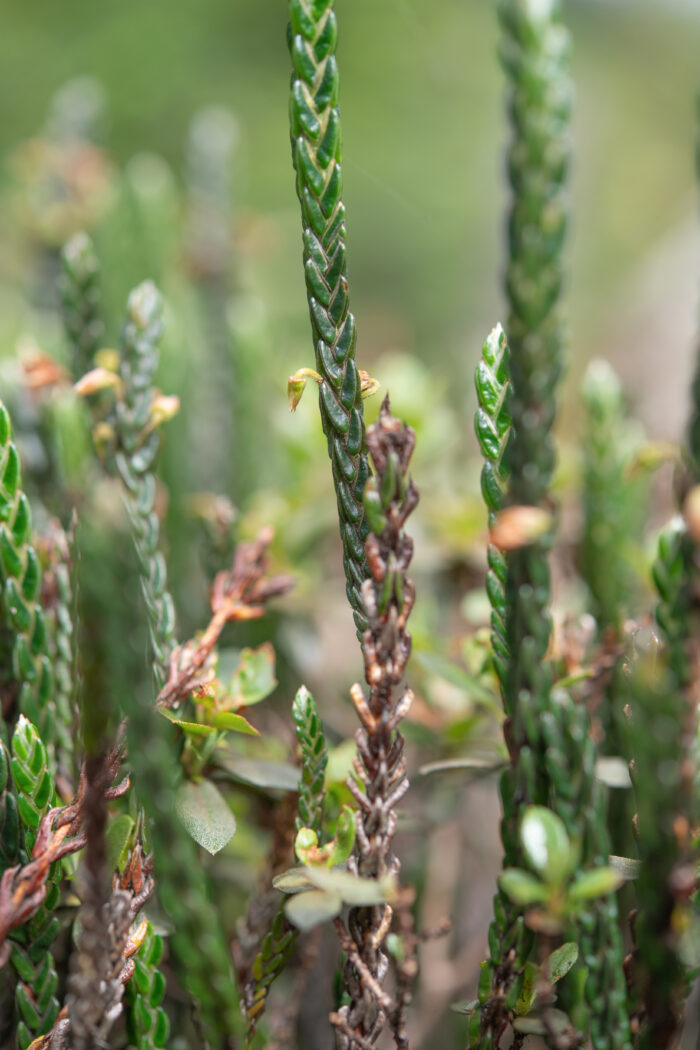 Arunachal plant (Cassiope)