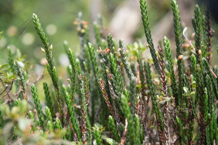 Arunachal plant (Cassiope)