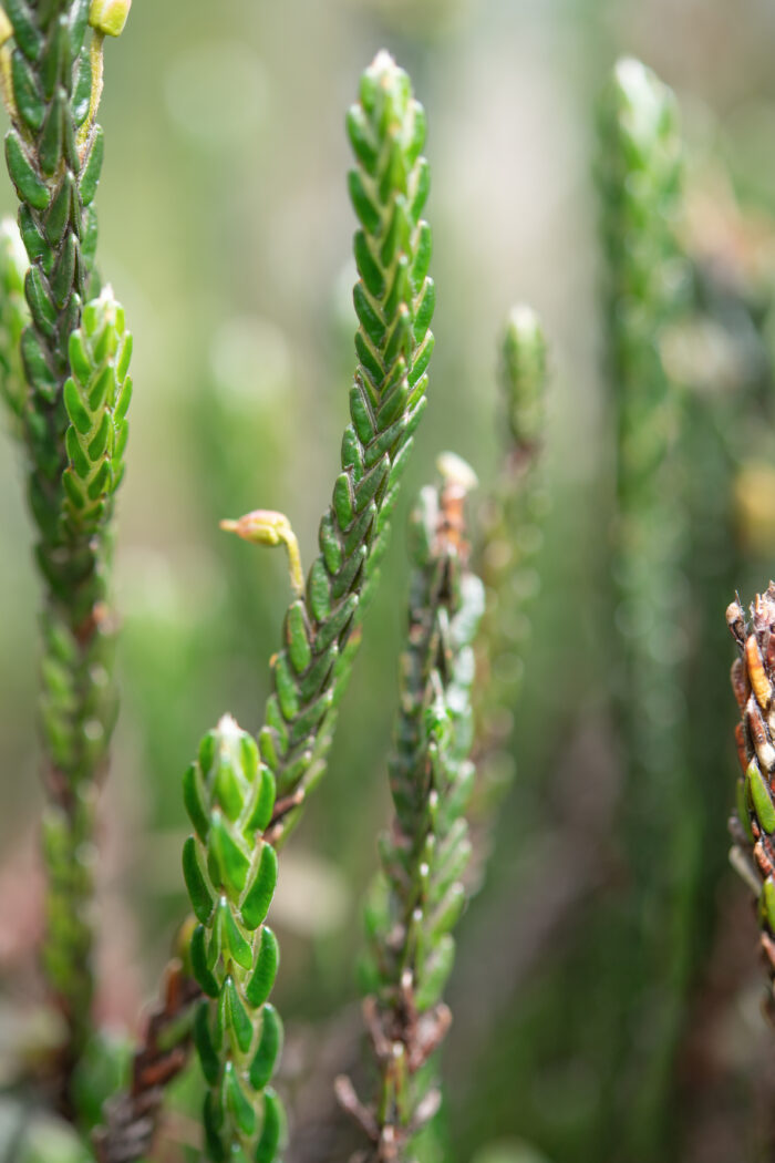 Arunachal plant (Cassiope)