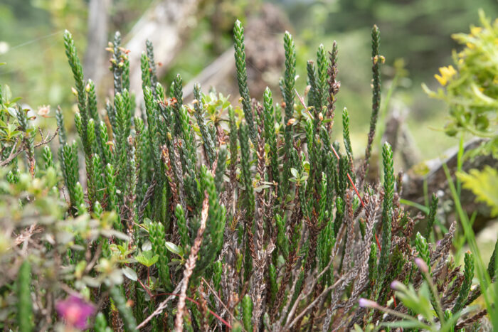 Arunachal plant (Cassiope)