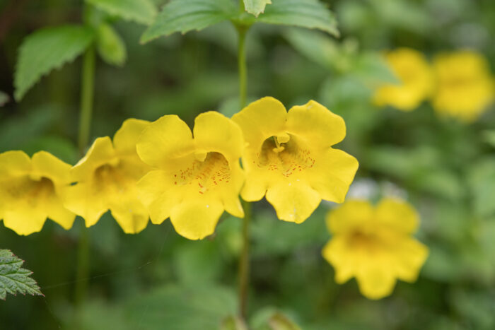 Erythranthe bhutanica