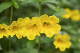 Erythranthe bhutanica