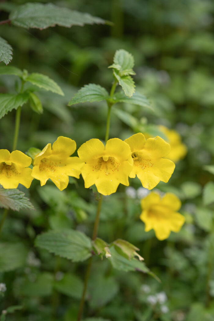 Erythranthe bhutanica