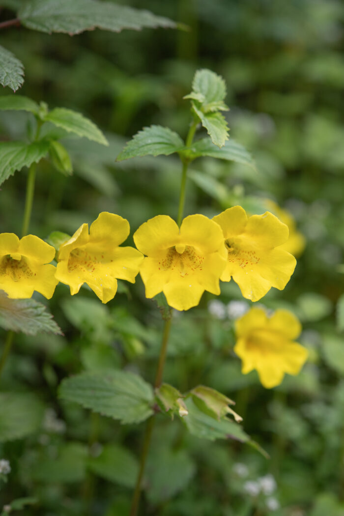 Erythranthe bhutanica