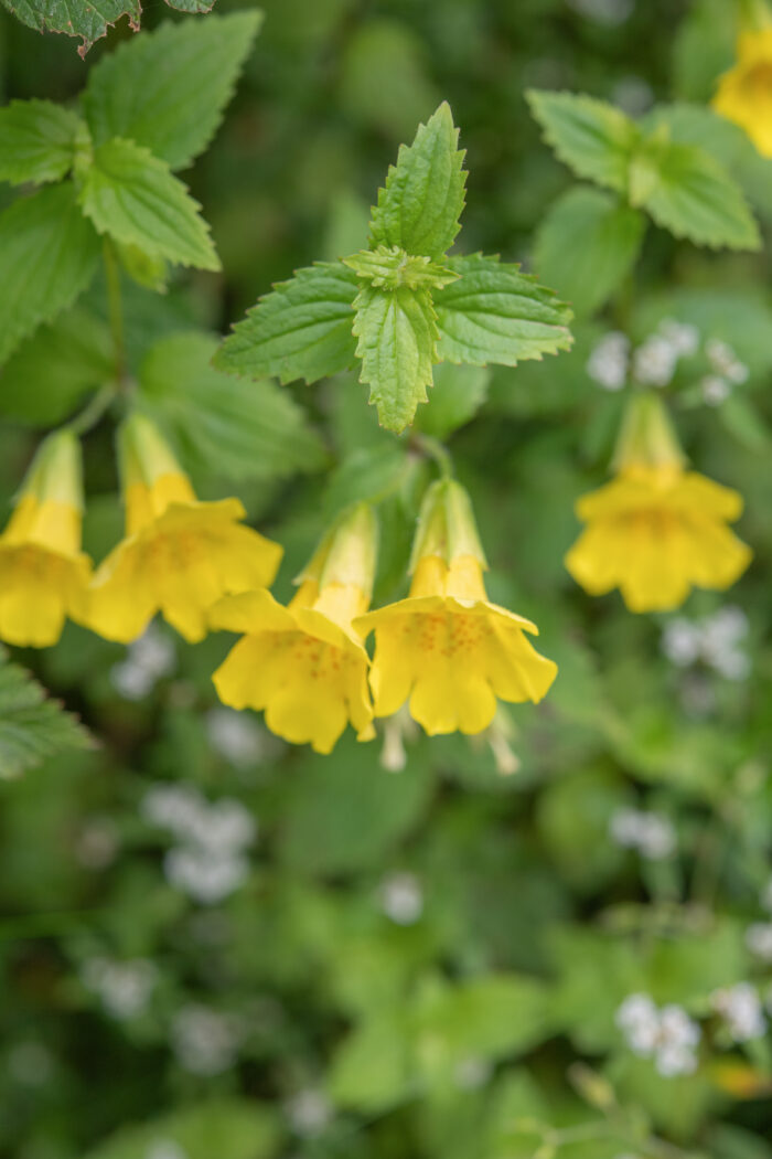 Erythranthe bhutanica