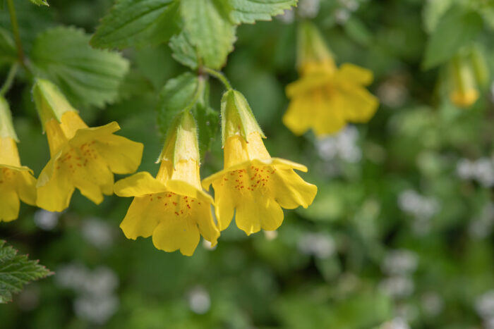 Erythranthe bhutanica