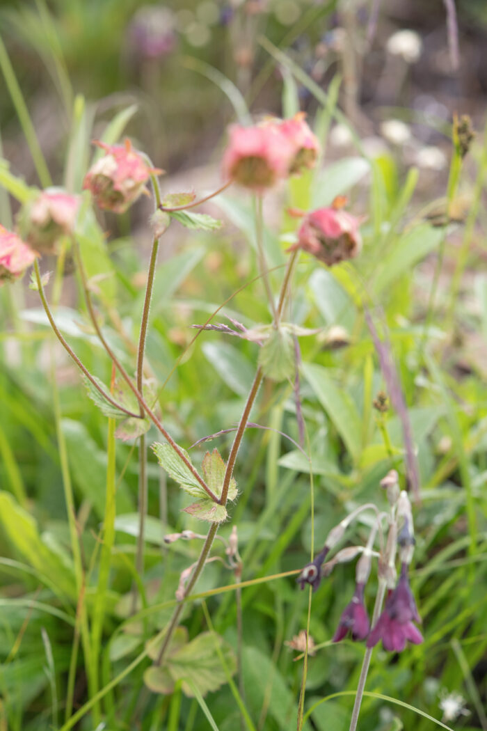 Geum macrosepalum