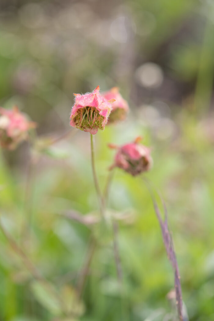 Geum macrosepalum