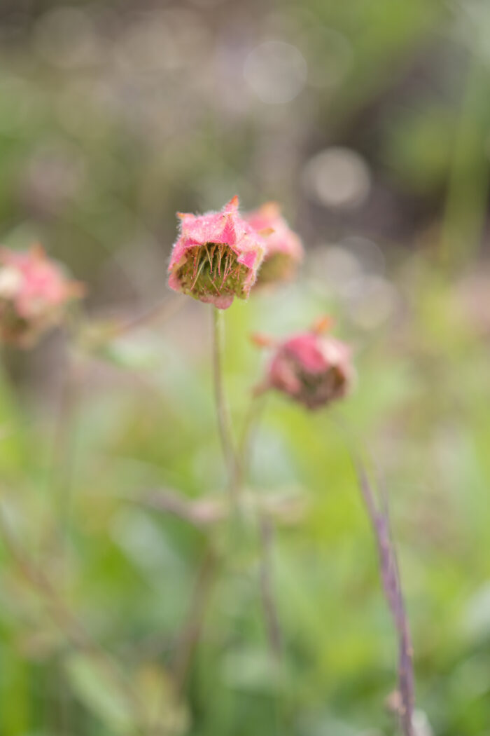 Geum macrosepalum