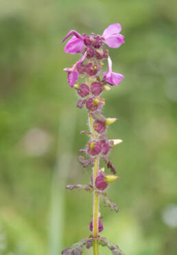 Arunachal plant (Pedicularis)