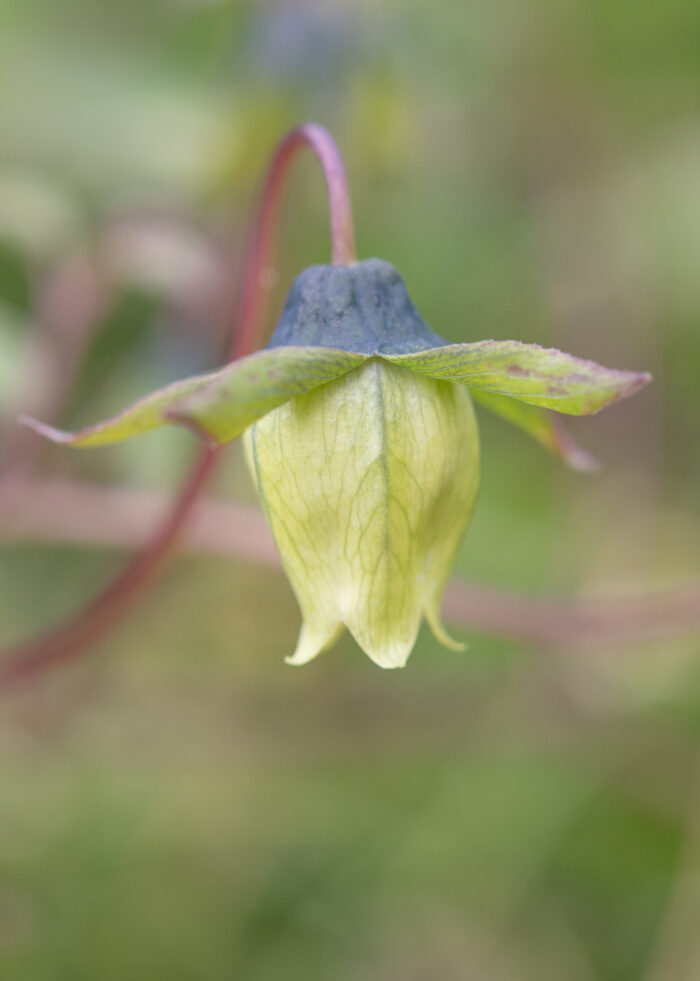 Arunachal plant (Codonopsis)