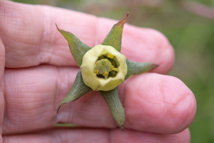 Arunachal plant (Codonopsis)