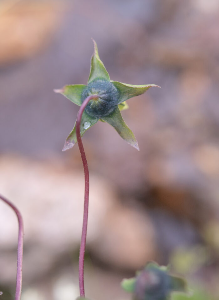 Arunachal plant (Codonopsis)