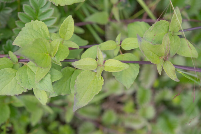 Arunachal plant (Codonopsis)