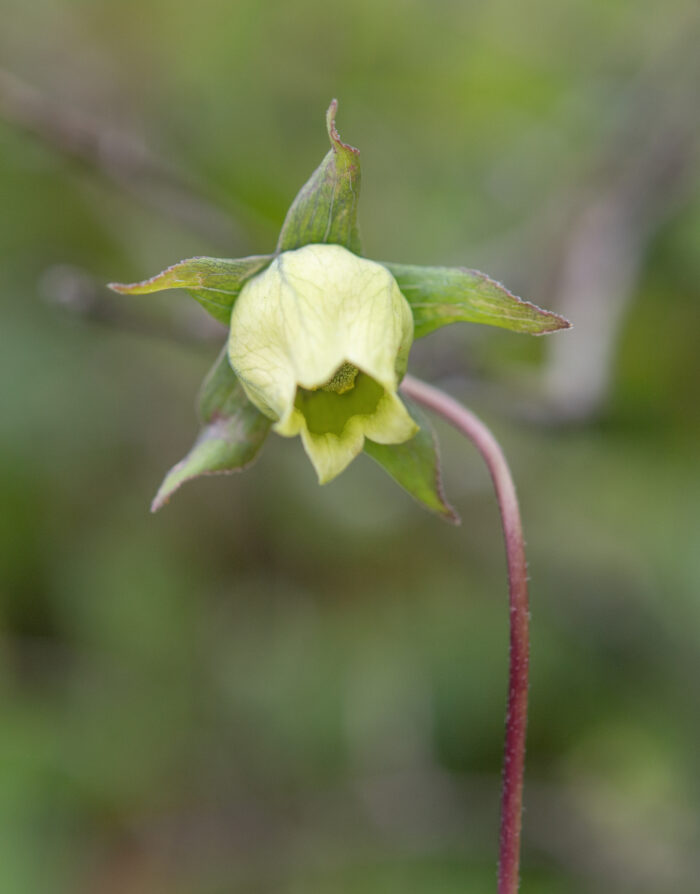 Arunachal plant (Codonopsis)